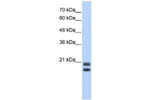 Serglycin antibody used at 1 ug/ml to detect target protein. (SRGN antibody  (Middle Region))