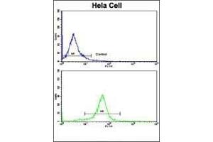 Flow Cytometry (FACS) image for anti-Nuclear Factor of kappa Light Polypeptide Gene Enhancer in B-Cells Inhibitor, alpha (NFKBIA) (AA 12-41) antibody (ABIN652417)