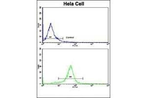 Flow cytometric analysis of hela cells using NFKBIA Antibody ( S32/36 )(bottom histogram) compared to a negative control cell (top histogram). (NFKBIA antibody  (AA 12-41))