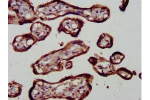 IHC image of ABIN7172586 diluted at 1:600 and staining in paraffin-embedded human placenta tissue performed on a Leica BondTM system. (NF-kB p65 antibody  (AA 1-210))