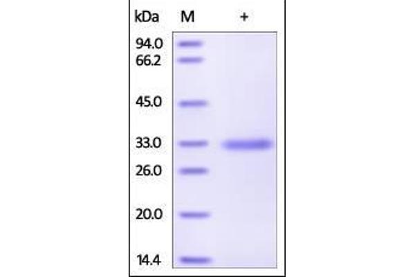 MBP/MBL Protein (AA 21-248) (His tag)