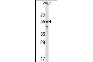 TFCP2L1 Antibody (Center) (ABIN657290 and ABIN2846376) western blot analysis in WiDr cell line lysates (35 μg/lane). (TFCP2L1 antibody  (AA 222-251))