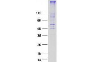 Validation with Western Blot (GPR171 Protein (Myc-DYKDDDDK Tag))