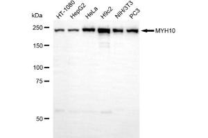 anti-Myosin, Heavy Polypeptide 10, Non-Muscle (MYH10) antibody
