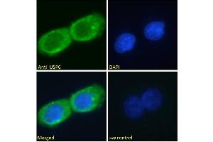 ABIN1019674 Immunofluorescence analysis of paraformaldehyde fixed A431 cells, permeabilized with 0. (USP6 antibody  (AA 142-155))