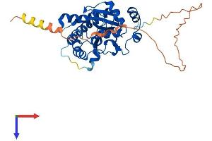 MACRO Domain Containing 1 (MACROD1) (AA 1-323) protein (His tag)