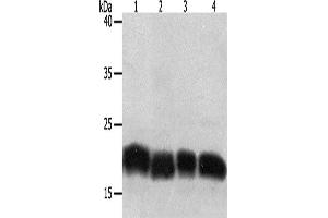 Western Blotting (WB) image for anti-Programmed Cell Death 6 (PDCD6) antibody (ABIN2428563)