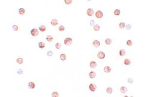 Immunocytochemical staining of HeLa cells with KPNA1 polyclonal antibody  at 2. (KPNA1 antibody  (N-Term))