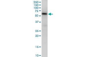 MAP3K7IP1 MaxPab polyclonal antibody. (TAB1 antibody  (AA 1-504))