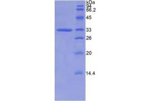 SDS-PAGE analysis of Human CAPN1 Protein.