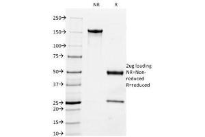 SDS-PAGE Analysis of Purified, BSA-Free MFGE8 Antibody (clone MFG-06). (MFGE8 antibody)