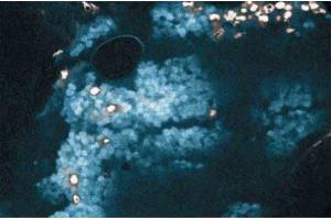Immunohistochemical staining of Bcl-2 (clone 7) on Rabbit Lung (Bcl-2 antibody  (AA 49-179))