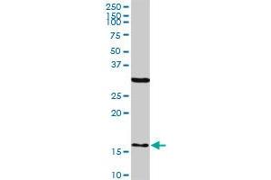 FIS1 monoclonal antibody (M01A), clone 1G9. (Fission 1 antibody  (AA 1-152))