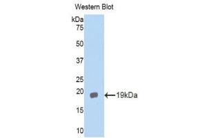 Western Blotting (WB) image for anti-Interleukin 11 Receptor, alpha (IL11RA) (AA 194-329) antibody (ABIN3203901) (IL11RA antibody  (AA 194-329))