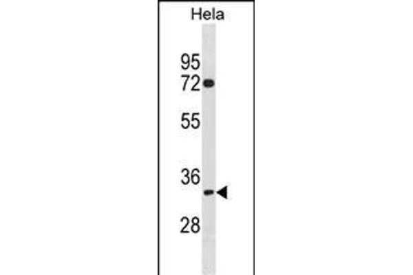 TIPIN antibody  (N-Term)