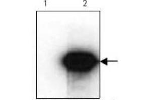 Western Blotting (WB) image for anti-HA-Tag antibody (ABIN1107475) (HA-Tag antibody)