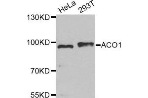 Western Blotting (WB) image for anti-Aconitase 1 (ACO1) antibody (ABIN1877037) (Aconitase 1 antibody)