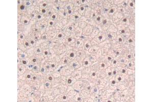 Used in DAB staining on fromalin fixed paraffin- embedded liver tissue (SRSF1 antibody  (AA 16-224))