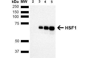 Western Blot analysis of Human Breast adenocarcinoma cell line (MCF7) showing detection of ~65 kDa HSF1 protein using Rat Anti-HSF1 Monoclonal Antibody, Clone 10H8 (ABIN361703 and ABIN361704).