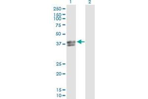 Western Blot analysis of INHBE expression in transfected 293T cell line by INHBE MaxPab polyclonal antibody. (INHBE antibody  (AA 1-350))