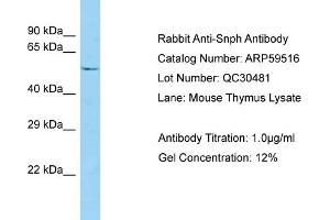 Western Blotting (WB) image for anti-Syntaphilin (SNPH) (N-Term) antibody (ABIN971741) (Syntaphilin antibody  (N-Term))