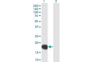 Western Blot analysis of UBL4B expression in transfected 293T cell line by UBL4B monoclonal antibody (M04), clone 3B2. (UBL4B antibody  (AA 1-174))