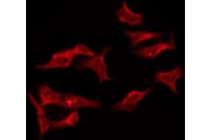 OR8I2 antibody  (Internal Region)