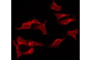 ABIN6276190 staining HeLa by IF/ICC. (OR8I2 antibody  (Internal Region))