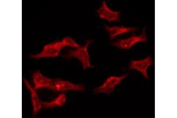 OR8I2 antibody  (Internal Region)