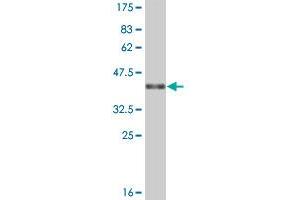 Western Blot detection against Immunogen (37. (APOH antibody  (AA 236-345))