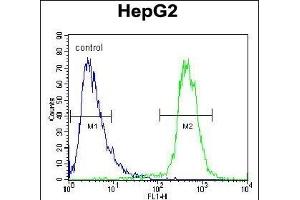 ATP13A3 Antibody (N-term) (ABIN652119 and ABIN2840555) flow cytometric analysis of HepG2 cells (right histogram) compared to a negative control cell (left histogram). (ATP13A3 antibody  (N-Term))