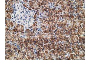 Immunohistochemical staining of paraffin-embedded Human pancreas tissue using anti-NDUFA7 mouse monoclonal antibody. (NDUFA7 antibody)