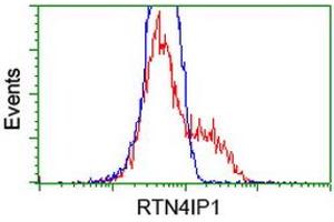 HEK293T cells transfected with either RC202957 overexpress plasmid (Red) or empty vector control plasmid (Blue) were immunostained by anti-RTN4IP1 antibody (ABIN2454317), and then analyzed by flow cytometry. (RTN4IP1 antibody)