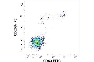 Flow cytometry dot-plot staining pattern of rVes v 1 recombinant allergen stimulated human peripheral whole blood lymphocytes and basophils of a proven allergic donor stained using anti-human CD63 (MEM-259) FITC and anti-human CD203c (NP4D6) PE antibodies .