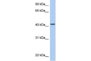 WB Suggested Anti-ARID3C Antibody Titration:  0.