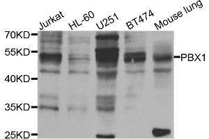 Western blot analysis of extracts of various cell lines, using PBX1 antibody (ABIN5975606) at 1/1000 dilution. (PBX1 antibody)