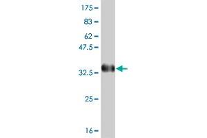 Western Blot detection against Immunogen (35. (PBX3 antibody  (AA 342-434))