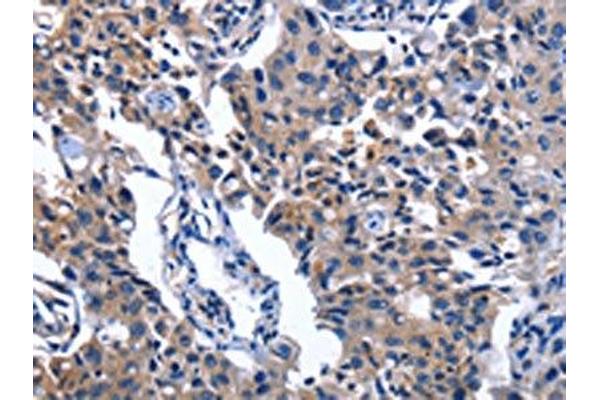 NAT8 antibody