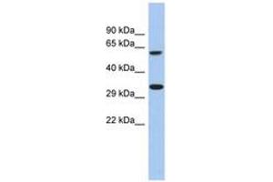 Image no. 1 for anti-Calcium Homeostasis Modulator 3 (CALHM3) (AA 251-300) antibody (ABIN6743960) (CALHM3 antibody  (AA 251-300))