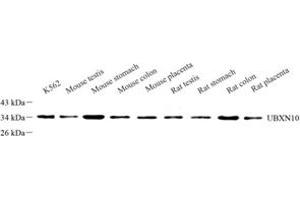 Western blot analysis of UBXN10 (ABIN7076134) at dilution of 1: 500 (UBXN10 antibody)