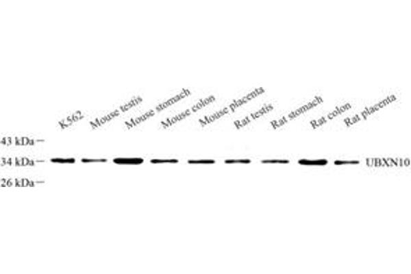 UBXN10 antibody