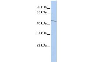 WB Suggested Anti-EIF3E Antibody Titration:  0. (EIF3E antibody  (Middle Region))