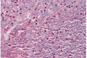 Human Tonsil: Formalin-Fixed, Paraffin-Embedded (FFPE) (Septin 6 antibody  (AA 523-534))