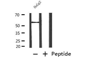 Western blot analysis of extracts from HepG2, using NAMPT Antibody. (NAMPT antibody  (C-Term))