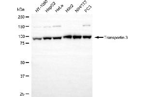 anti-Transportin 3 (TNPO3) antibody