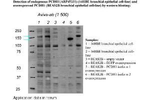 Image no. 2 for anti-Protocadherin 1 (PCDH1) (N-Term) antibody (ABIN502613) (Protocadherin 1 antibody  (N-Term))