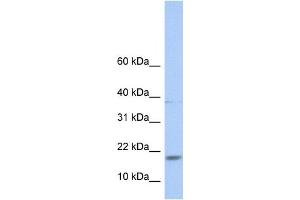 Western Blotting (WB) image for anti-MYC Associated Factor X (MAX) antibody (ABIN2458446) (MAX antibody)