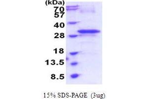 RTP4 Protein (AA 1-224) (His tag)