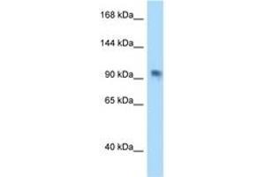 Image no. 1 for anti-Poly (ADP-Ribose) Polymerase Family, Member 8 (PARP8) (AA 754-803) antibody (ABIN6747975) (PARP8 antibody  (AA 754-803))
