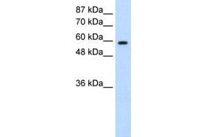DAZ2 antibody  (N-Term)